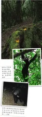 “人类禁区”哀牢山3