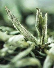 中国名茶的美丽传奇（下）