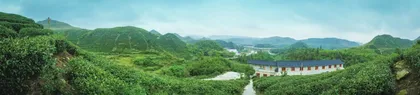 中国名茶的美丽传奇(下)1