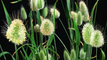 细数“兔姓”植物（下）