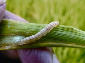 “虫脸识别”:害虫,来刷个脸!4