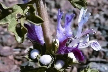 细数“兔姓”植物(下)3