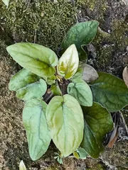 细数“兔姓”植物(下)5