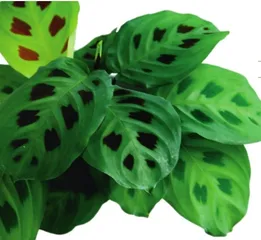 细数“兔姓”植物(下)6