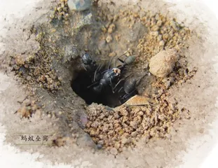认识我国的药用昆虫3