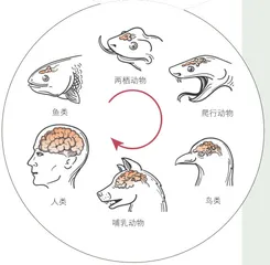 探寻意识的源头(下)2