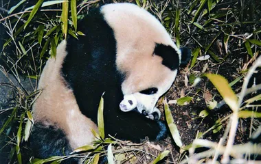 走进秘密营地:“零距离”拥抱大熊猫2