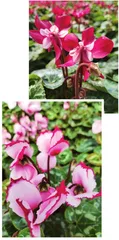 细数“兔姓”植物(上)1