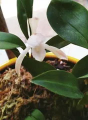 细数“兔姓”植物(上)2