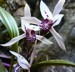 细数“兔姓”植物(上)3