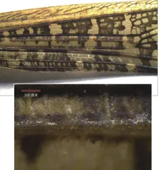 《诗经》里走出来的昆虫——蝗虫4