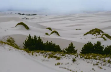 流沙却步,一场跨世纪的生态实验(下)1