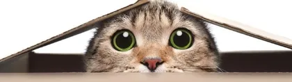 猫为什么喜欢钻箱子