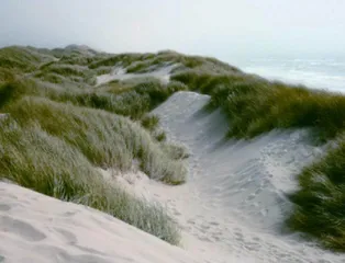 流沙却步,一场跨世纪的生态实验(下)4