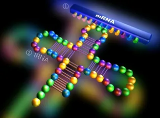RNA:药物开发的“新钥匙”1