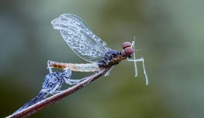 《诗经》里走出来的昆虫3