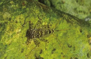 《诗经》里走出来的昆虫5