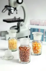 影响玉米和水稻产量的关键基因被发现