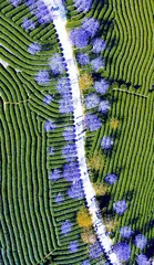 春游永福 樱花雨中烹新茗1