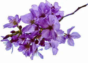 春游永福 樱花雨中烹新茗2