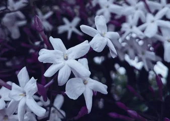 逛花市,贺新春1