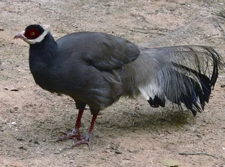保护生物多样性,共享美好家园1