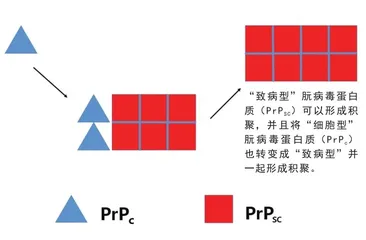 为什么你该了解朊病毒