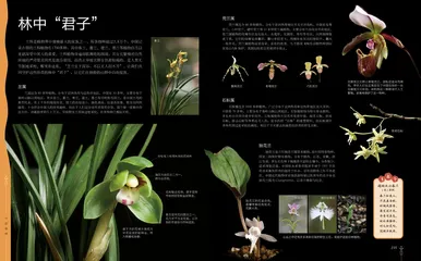 认识植物的“武林秘籍”3