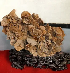 花开不败“沙漠玫瑰”7