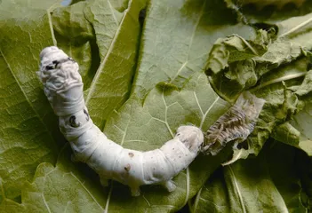 《诗经》里走出来的昆虫