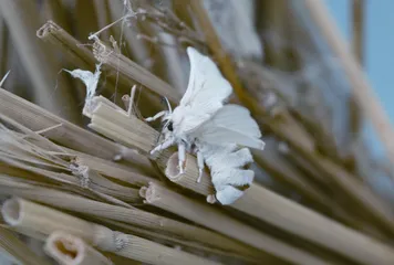 《诗经》里走出来的昆虫1