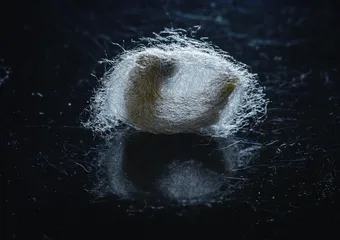 《诗经》里走出来的昆虫2