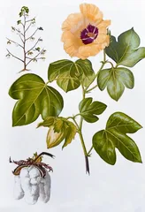 棉花 长在树上的“羊毛”