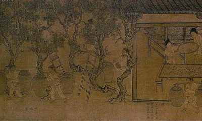 《诗经》里走出来的昆虫4