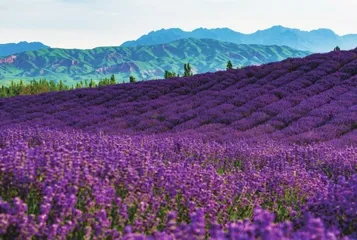 十处花海的别样“花情”(下)1
