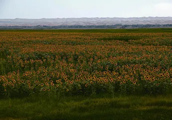 十处花海的别样“花情”(下)2