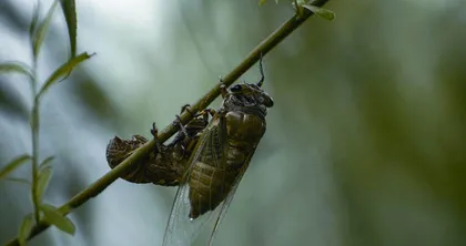 “驱除鞑虏,恢复中华”的由来1