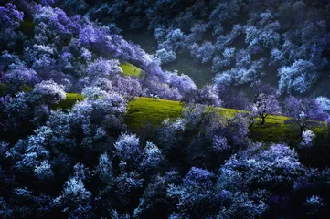 十处花海的别样“花情”(上)1