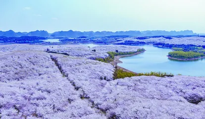 十处花海的别样“花情”(上)2