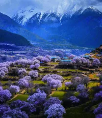 十处花海的别样“花情”(上)4