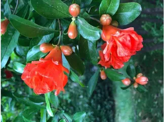 榴花·长安·红裙