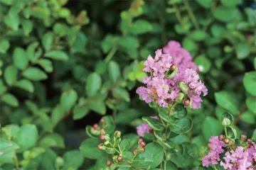 杜牧的紫薇花