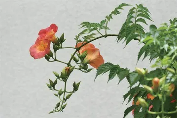 石头上的凌霄花