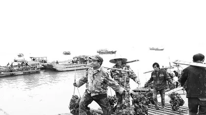 深圳挑蚝工
