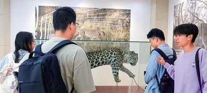  迎豹回家