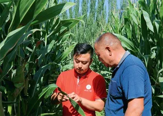 徐俊平:读博河套千里外 论文田间脚下植2