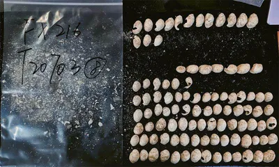  探秘远古的回响