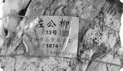 “左公柳”今安在