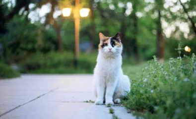 以猫会友