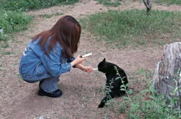 以猫会友1